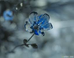 Attēlu rezultāti vaicājumam “Sagina nodosa flower”