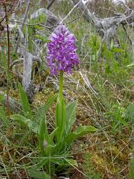 Attēlu rezultāti vaicājumam “Orchis militaris leaf”
