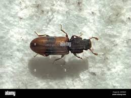 Attēlu rezultāti vaicājumam “Bitoma crenata”