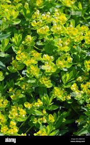 Image result for Wolfsmilch