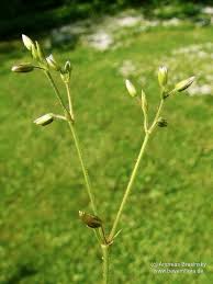 Attēlu rezultāti vaicājumam “Cerastium holosteoides fruit”