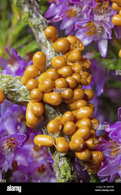 Attēlu rezultāti vaicājumam “Leocarpus sp.”