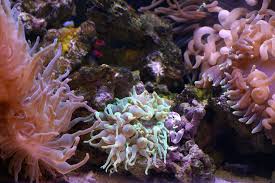 Image result for sea Anemone