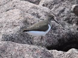 Attēlu rezultāti vaicājumam “Actitis hypoleucos adult”