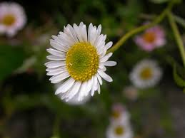 Image result for Aster lanceolatus