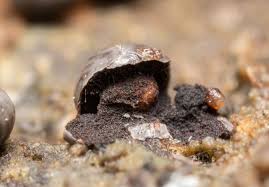 Attēlu rezultāti vaicājumam “Diderma umbilicatum macro”