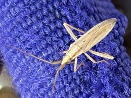 Attēlu rezultāti vaicājumam “Psallus sp. imago”