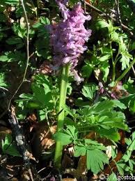 Attēlu rezultāti vaicājumam “Corydalis cava leaf”