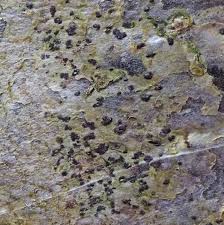 Attēlu rezultāti vaicājumam “Arthonia byssacea”