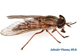 Attēlu rezultāti vaicājumam “Tabanidae”