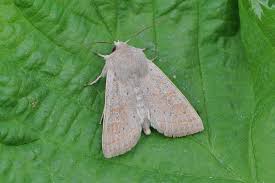 Attēlu rezultāti vaicājumam “Orthosia gracilis”