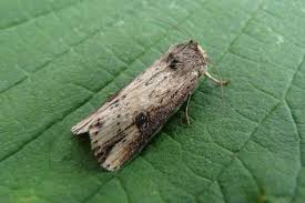 Attēlu rezultāti vaicājumam “Axylia putris”