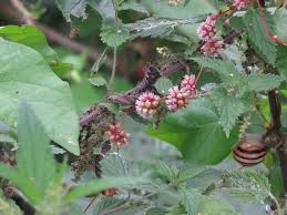 Attēlu rezultāti vaicājumam “Cuscuta europaea fruit”