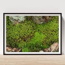 Attēlu rezultāti vaicājumam “Polytrichastrum formosum sporophyte”