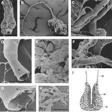 Attēlu rezultāti vaicājumam “Strongylosoma pallipes”