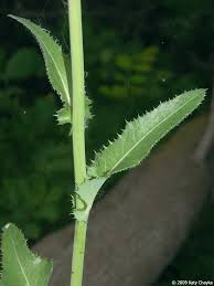 Attēlu rezultāti vaicājumam “Sonchus arvensis subsp. uliginosus flower”