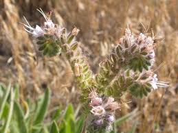 Image result for Phacelia