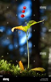 Attēlu rezultāti vaicājumam “Maianthemum bifolium fruit”