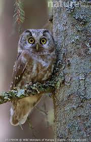 Image result for Aegolius funereus