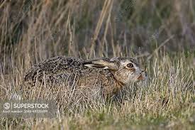 Attēlu rezultāti vaicājumam “Lepus europaeus”