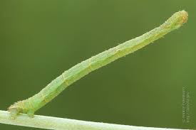 Attēlu rezultāti vaicājumam “Eupithecia subumbrata”