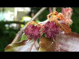 Attēlu rezultāti vaicājumam “Fagus sylvatica female flower”