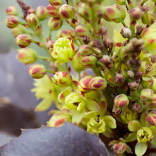 Attēlu rezultāti vaicājumam “Mahonia aquifolium bud”