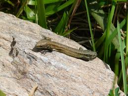 Attēlu rezultāti vaicājumam “Lacerta vivipara”