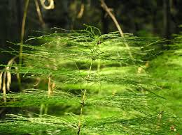 Attēlu rezultāti vaicājumam “Equisetum sylvaticum”