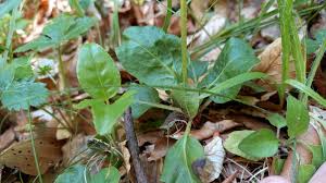 Attēlu rezultāti vaicājumam “Pyrola minor leaf”