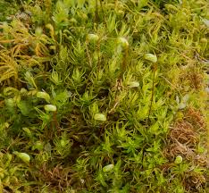 Attēlu rezultāti vaicājumam “Timmia megapolitana”