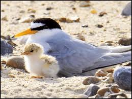 Attēlu rezultāti vaicājumam “Sternula albifrons”