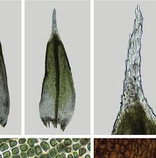 Attēlu rezultāti vaicājumam “Schistidium robustum sporophyte”