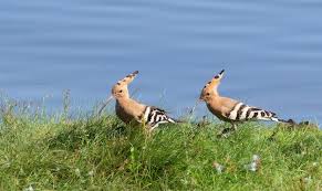 Attēlu rezultāti vaicājumam “Upupa epops adult”