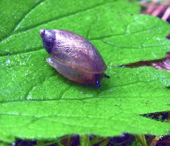 Attēlu rezultāti vaicājumam “Succinea”