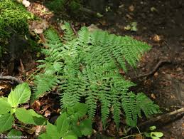 Attēlu rezultāti vaicājumam “Dryopteris dilatata”