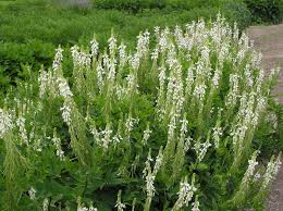 Attēlu rezultāti vaicājumam “Galega orientalis leaf”
