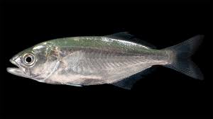 Image result for Pomatomus saltatrix