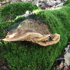 Attēlu rezultāti vaicājumam “Diderma umbilicatum young”