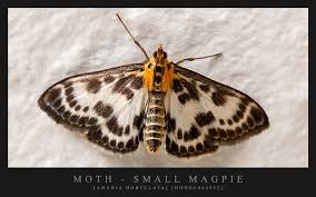 Attēlu rezultāti vaicājumam “Anania hortulata”