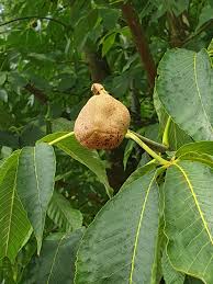 Attēlu rezultāti vaicājumam “Aesculus flava fruit”