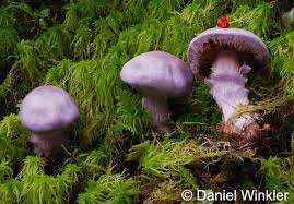 Attēlu rezultāti vaicājumam “Cortinarius traganus”