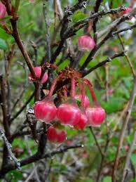 Attēlu rezultāti vaicājumam “Vaccinium uliginosum bud”