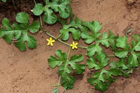 Attēlu rezultāti vaicājumam “Citrullus lanatus leaf”