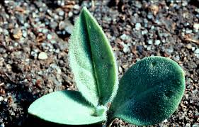 Attēlu rezultāti vaicājumam “Cynoglossum officinale fruit”
