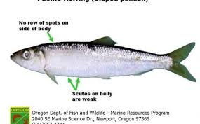 Image result for Clupea pallasii