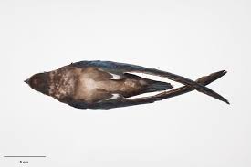 Image result for Hirundapus caudacutus