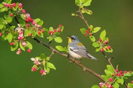 Image result for Parula americana