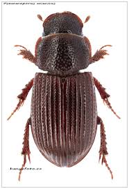 Attēlu rezultāti vaicājumam “Aegialia arenaria”