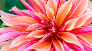 Image result for Dahlia Darkarin`